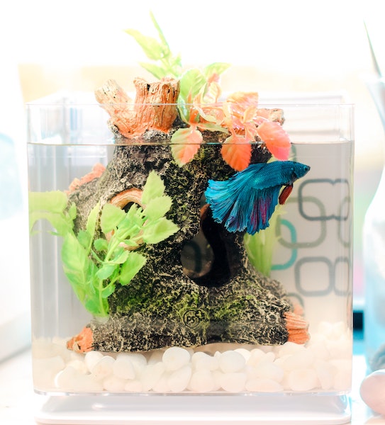 Plastic Free Tank image number 0